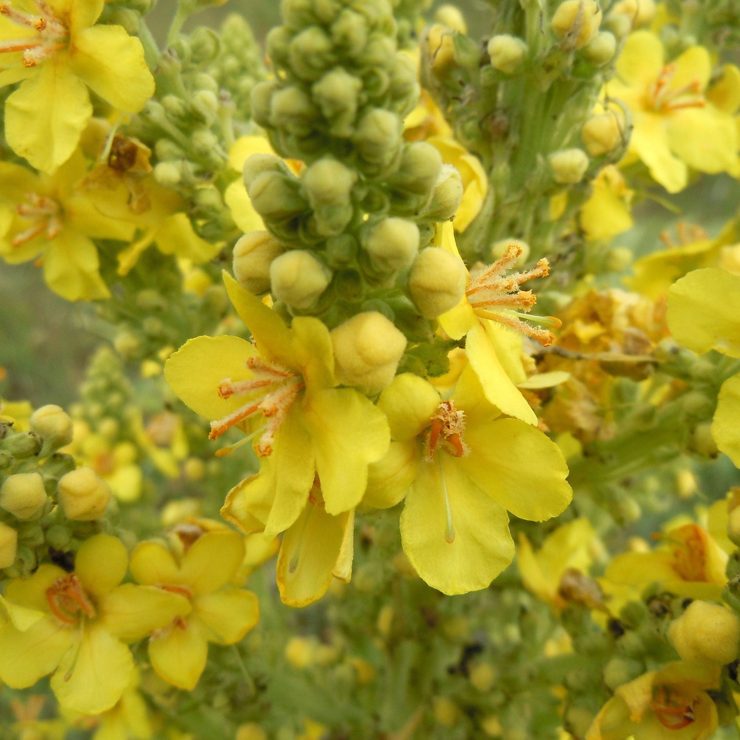 1Kg Organic Mullein Leaf - Dried Herbal Verbascum Thapsis